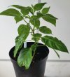 Chili - Rocoto Brown 03.jpg