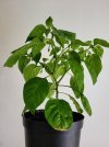 Chili - Rocoto Brown 04a.jpg