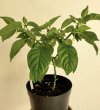 Chili - Rocoto Brown 05a.jpg