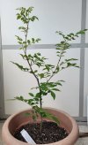 Zanthoxylum piperitum - Szechuan-Pfeffer 01.jpg