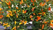 IMG_20220816_155310.jpg