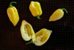 Fatalii, white 3.jpg