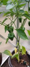 Piets Chili 1 (1).jpg