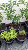 Blu Rocoto - Habanero Rot - Köpük.jpg