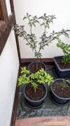 PDN - Carolina Reaper.jpg
