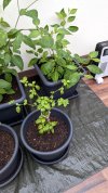 Rocoto Manzano Amarillo - Habanero Braun.jpg