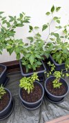 Rocoto Manzano Rojo - Habanro Orange .jpg