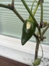 IMG_2356.jpeg