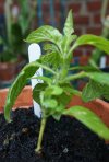DSC03225.JPG