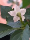 frutescens1.jpg