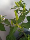 frutescens2.jpg
