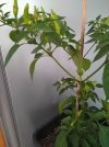 frutescens3.jpg
