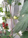 Tomaten_08072023.jpg