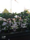 IMG_20230715_203657_409.jpg