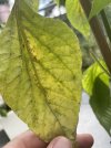 IMG_8094.jpeg