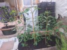 Chile serrano tampiqeno Garten.jpg