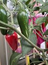 IMG_7200.jpeg