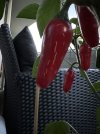 IMG_7206.jpeg