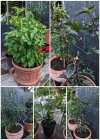 photocollage_2023721213158103.jpg