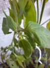 Baum-Chili Knospe.jpeg Baum-Chili Knospe.jpeg