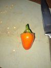 Chili orange unbekannt 1.jpg