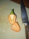 Chili orange unbekannt 2.jpg