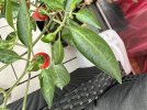 IMG_7809.jpeg