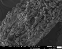 Chili-Pollen2.png