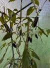 IMG_1142.jpeg