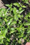 Pipi de Mono Lima - Blüte und unreife Beeren..JPG