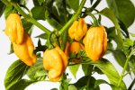 Trinidad_Morgue_Scorpion_Yellow_3.jpg