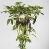 chili-pflanzen-georgia-black-chilipflanze.jpg