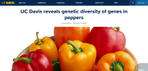 UC Davis reveals genetic diversity of genes in peppers