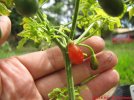 South Texas Chile Pequin