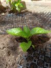 2024-05-03 Sugar Rush Stripey  1 Beet.jpg