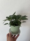 IMG_4652.jpeg