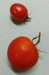 2024-07-11 Bacati Salattomate + Cherrytomate.jpg