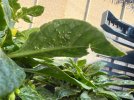 IMG_5330.jpeg
