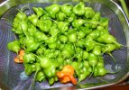 Glockenchili Capsicum baccatum, 22.10.2020.jpg