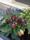 IMG_5707.jpeg