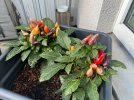 IMG_5870.jpeg