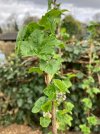 IMG_1389.jpeg