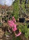 IMG_1386.jpeg
