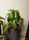 IMG_20250406_190753.jpg