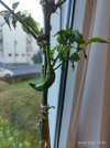IMG_20250406_190906.jpg