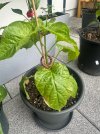 IMG_9700.jpeg