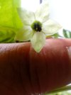 Blüte 1.jpg