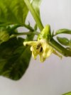 Blüte 1a.jpg