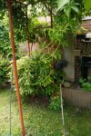 Tuin Mei (4).JPG