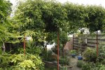 Tuin Mei (5).JPG